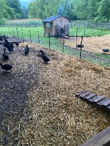 BIRD AND ANIMAL SALE!! - Photo 4