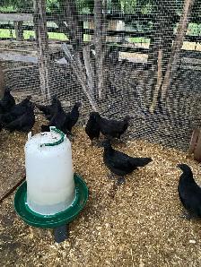 BIRD AND ANIMAL SALE!! - Photo 5