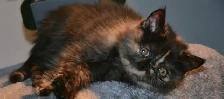 femelle persan/exotic - Photo 8