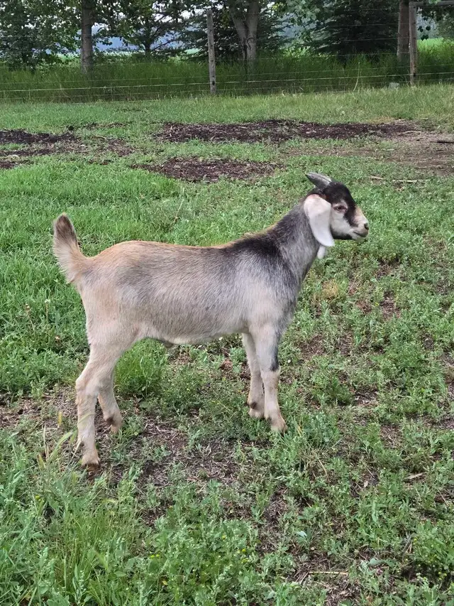 kiko/boer cross bucklings