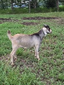 kiko/boer cross bucklings
