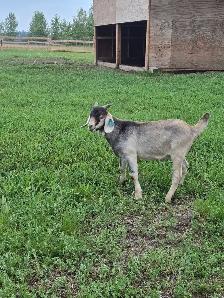 kiko/boer cross bucklings - Photo 2
