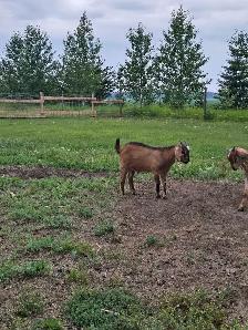 kiko/boer cross bucklings - Photo 3