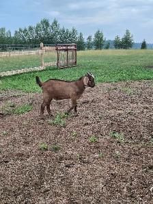 kiko/boer cross bucklings - Photo 4