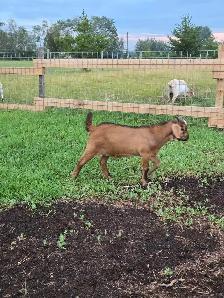 kiko/boer cross bucklings - Photo 5