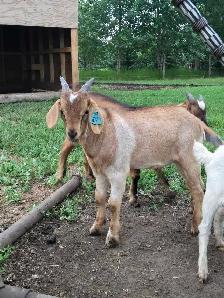 kiko/boer cross bucklings - Photo 6