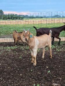 kiko/boer cross bucklings - Photo 7