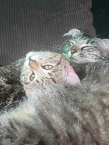 very cute kitten tabby - Photo 2