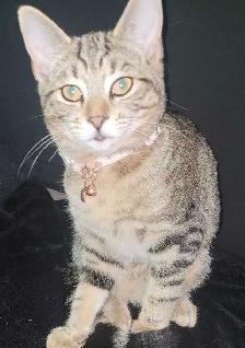 very cute kitten tabby - Photo 4