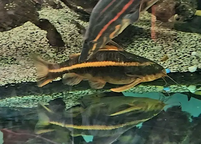 striped raphael catfish 6'