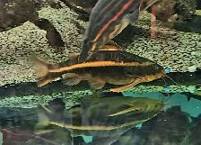 striped raphael catfish 6'