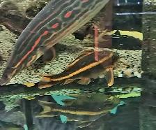 striped raphael catfish 6' - Photo 2