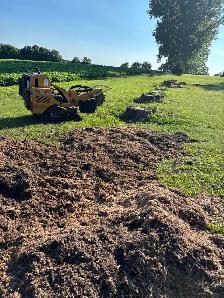 LA Tree & Stump Removal - Photo 2