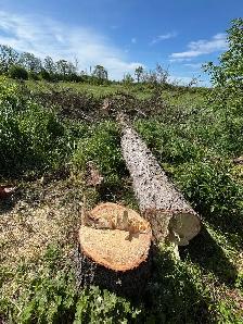 LA Tree & Stump Removal - Photo 3