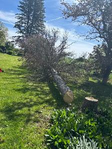 LA Tree & Stump Removal - Photo 4