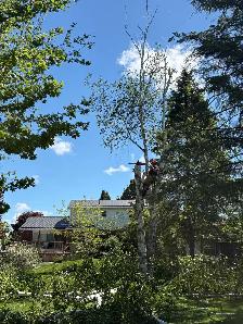LA Tree & Stump Removal - Photo 5