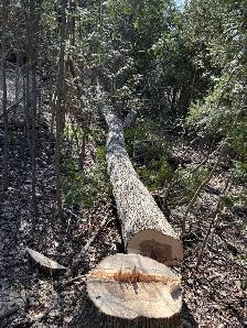 LA Tree & Stump Removal - Photo 6