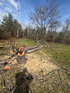 LA Tree & Stump Removal - Photo 7