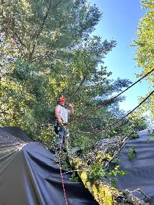 LA Tree & Stump Removal - Photo 9