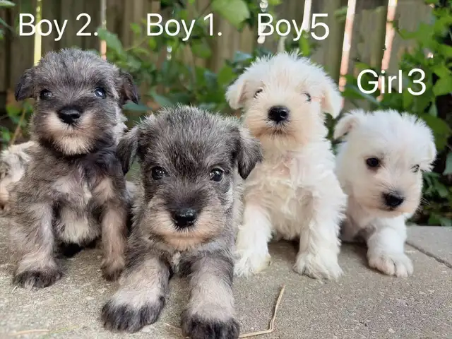 @@ Miniature schnauzer puppies non shedding / hypoallergenic @@