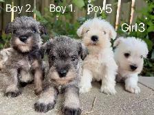 @@ Miniature schnauzer puppies non shedding / hypoallergenic @@