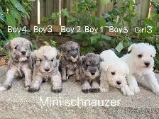 @@ Miniature schnauzer puppies non shedding / hypoallergenic @@ - Photo 2