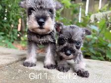 @@ Miniature schnauzer puppies non shedding / hypoallergenic @@ - Photo 3