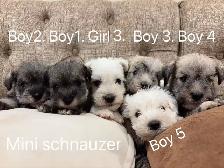 @@ Miniature schnauzer puppies non shedding / hypoallergenic @@ - Photo 4