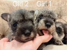 @@ Miniature schnauzer puppies non shedding / hypoallergenic @@ - Photo 5