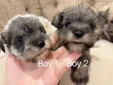 @@ Miniature schnauzer puppies non shedding / hypoallergenic @@ - Photo 6