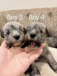 @@ Miniature schnauzer puppies non shedding / hypoallergenic @@ - Photo 7