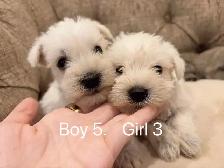 @@ Miniature schnauzer puppies non shedding / hypoallergenic @@ - Photo 8