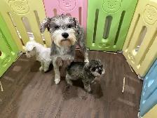 @@ Miniature schnauzer puppies non shedding / hypoallergenic @@ - Photo 9
