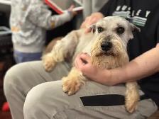 @@ Miniature schnauzer puppies non shedding / hypoallergenic @@ - Photo 10