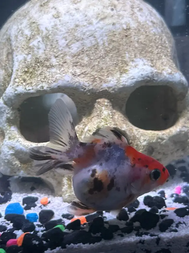 Looking to sell/rehome/trade two goldfish