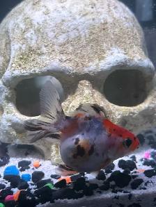 Looking to sell/rehome/trade two goldfish