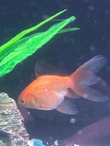 Looking to sell/rehome/trade two goldfish - Photo 2