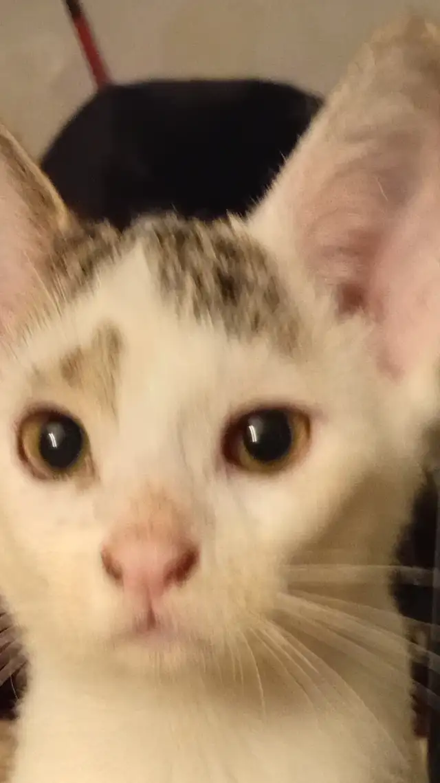 KITTENS,RARE!URGENT! LOWEST PRICE!$50. OR B.O. HEART FACE $125.