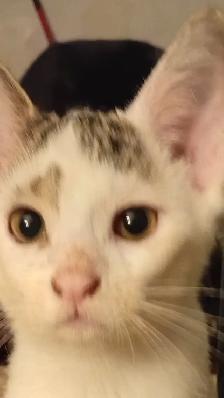 KITTENS,RARE!URGENT! LOWEST PRICE!$50. OR B.O. HEART FACE $125.