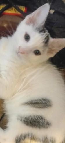 KITTENS,RARE!URGENT! LOWEST PRICE!$50. OR B.O. HEART FACE $125. - Photo 3
