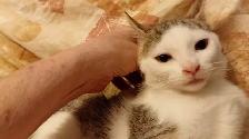 KITTENS,RARE!URGENT! LOWEST PRICE!$50. OR B.O. HEART FACE $125. - Photo 4