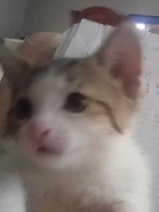 KITTENS,RARE!URGENT! LOWEST PRICE!$50. OR B.O. HEART FACE $125. - Photo 6