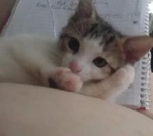 KITTENS,RARE!URGENT! LOWEST PRICE!$50. OR B.O. HEART FACE $125. - Photo 7