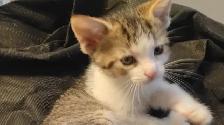 KITTENS,RARE!URGENT! LOWEST PRICE!$50. OR B.O. HEART FACE $125. - Photo 8
