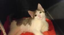 KITTENS,RARE!URGENT! LOWEST PRICE!$50. OR B.O. HEART FACE $125. - Photo 9