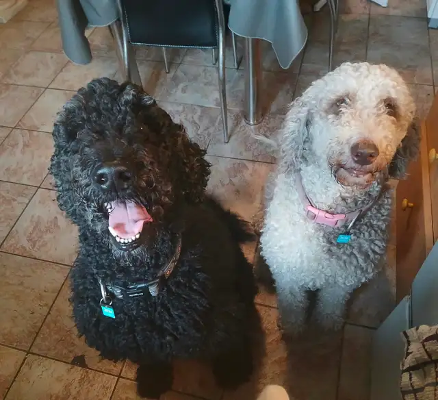 Rehoming 2 Healthy Large Standard Poodles Pure Breed