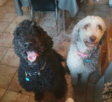 Rehoming 2 Healthy Large Standard Poodles Pure Breed
