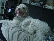 Rehoming 2 Healthy Large Standard Poodles Pure Breed - Photo 2