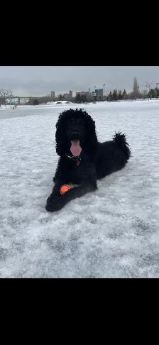 Rehoming 2 Healthy Large Standard Poodles Pure Breed - Photo 3