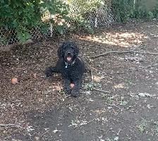 Rehoming 2 Healthy Large Standard Poodles Pure Breed - Photo 4